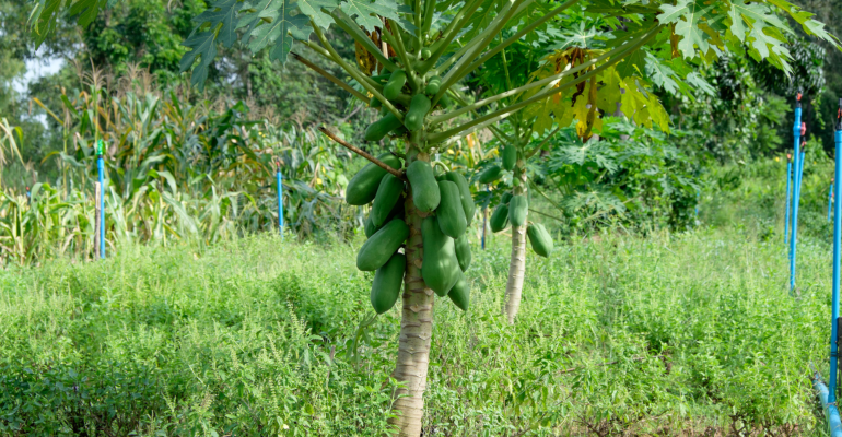 BAGAIMANA CARA MENANAM PEPAYA CALIFORNIA DARI AWAL HINGGA PANEN?