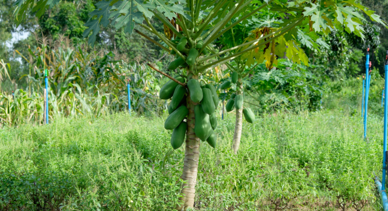 BAGAIMANA CARA MENANAM PEPAYA CALIFORNIA DARI AWAL HINGGA PANEN?