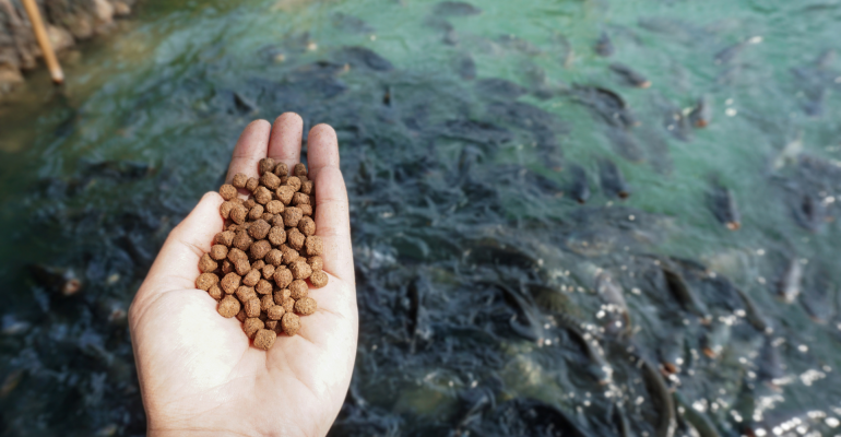 BUAT PAKAN IKAN MANDIRI UNTUK JADI SOLUSI HEMAT DAN RAMAH LINGKUNGAN 