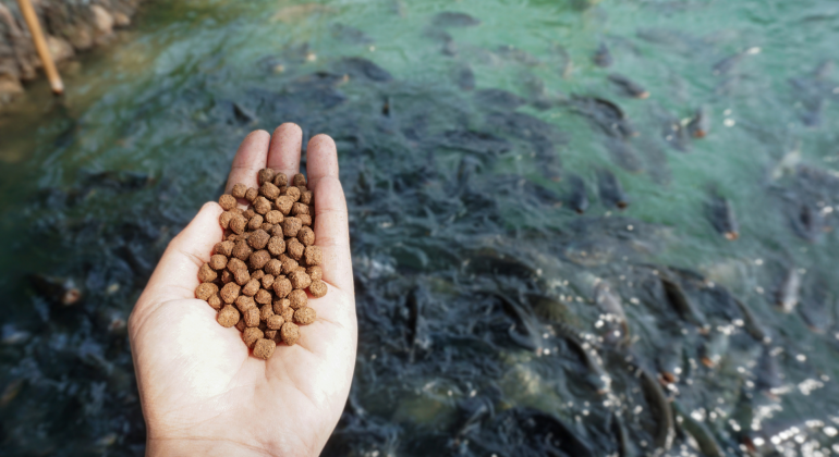 BUAT PAKAN IKAN MANDIRI UNTUK JADI SOLUSI HEMAT DAN RAMAH LINGKUNGAN 