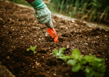 BAGAIMANA CARA MENGEMBALIKAN KESUBURAN TANAH YANG RUSAK AKIBAT PENGGUNAAN PUPUK KIMIA?