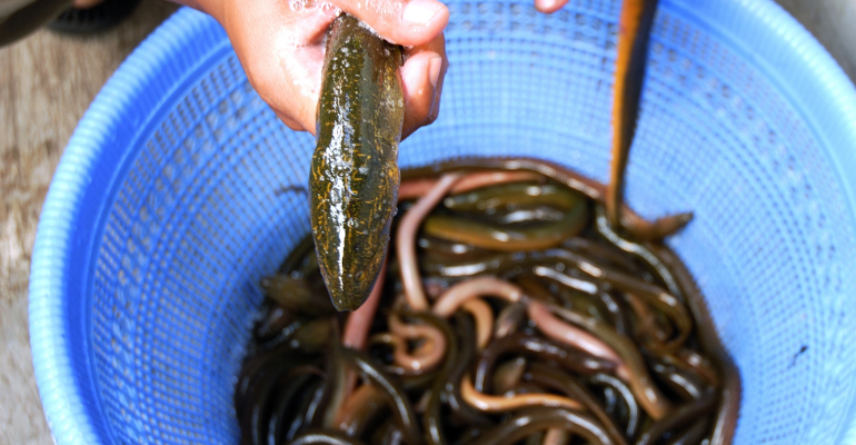 MUDAH! INI CARA BUDIDAYA BELUT DI LAHAN SEMPIT