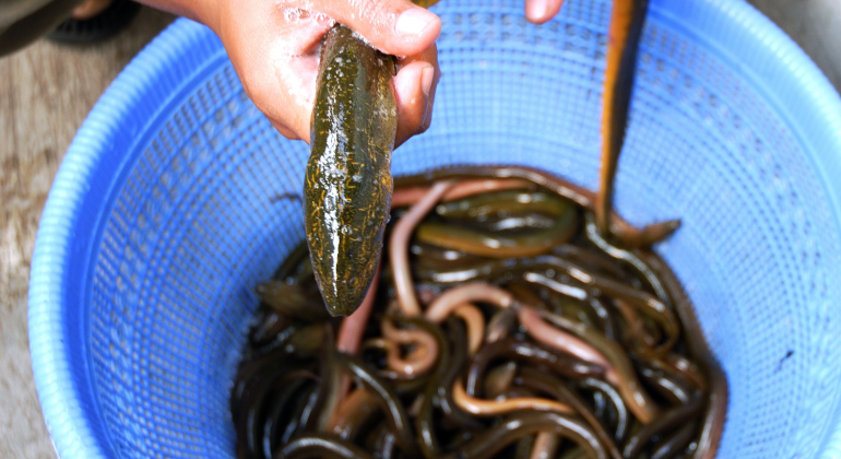 MUDAH! INI CARA BUDIDAYA BELUT DI LAHAN SEMPIT