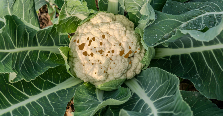 PENYEBAB DAN CARA MENGATASI BERCAK HITAM PADA BUAH KEMBANG KOL