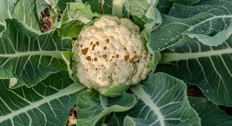 PENYEBAB DAN CARA MENGATASI BERCAK HITAM PADA BUAH KEMBANG KOL