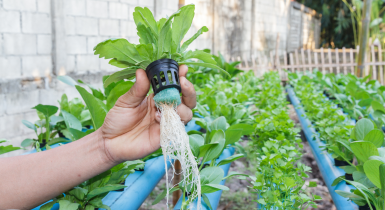 JENIS TANAMAN YANG COCOK UNTUK HIDROPONIK BAGI PEMULA 