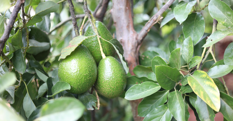 BAGAIMANA CARA MENGENALI ALPUKAT MIKI YANG SUDAH MATANG DAN YANG MASIH MUDA  ?