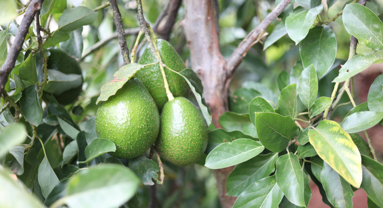 BAGAIMANA CARA MENGENALI ALPUKAT MIKI YANG SUDAH MATANG DAN YANG MASIH MUDA  ?