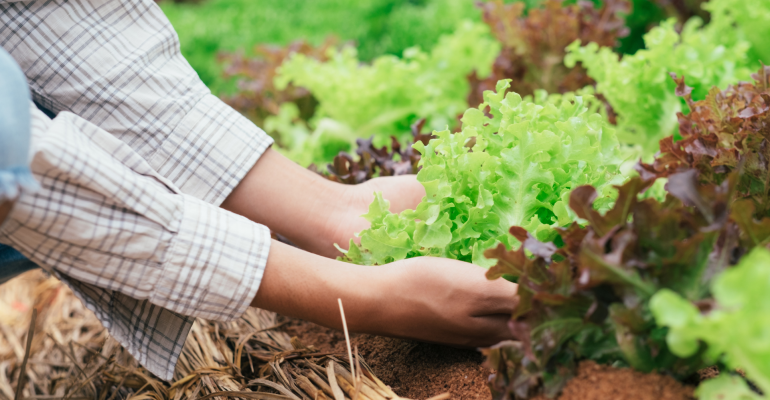 PERTANIAN ORGANIK DALAM PEMENUHAN GIZI TANAMAN 