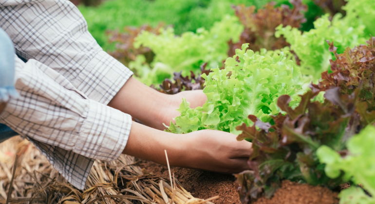 PERTANIAN ORGANIK DALAM PEMENUHAN GIZI TANAMAN 