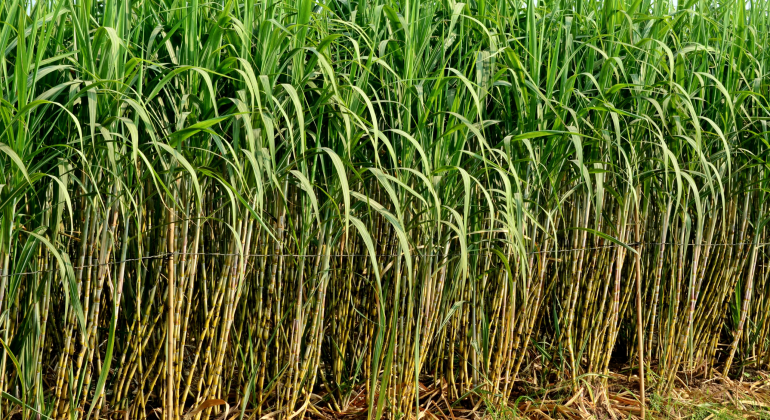 DAUN TEBU MENGERING DAN MENCOKLAT: TANDA PENYAKIT ATAU USIA TUA 