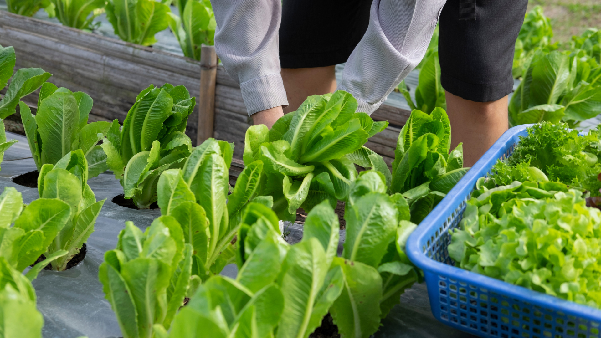 Hasil panen sayur organik yang hijau dan sehat, buah dari pertanian ramah lingkungan.