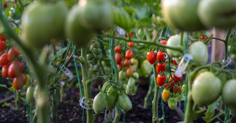 5 TANAMAN PALING MENGUNTUNGKAN UNTUK BUDIDAYA 