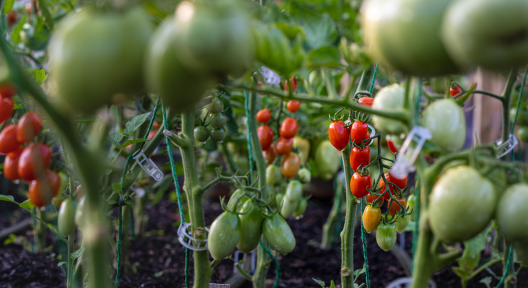 5 TANAMAN PALING MENGUNTUNGKAN UNTUK BUDIDAYA 