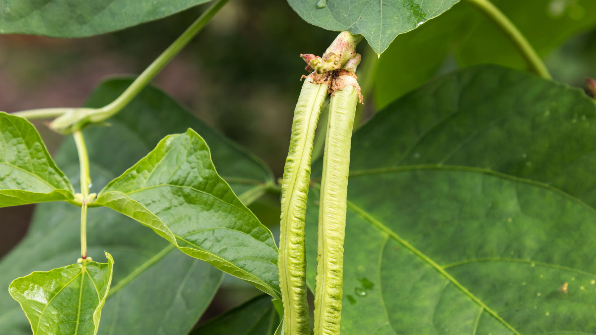 Kacang panjang yang sudah mulai berbuah, menggantung di antara rimbunnya daun.