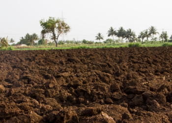 HASIL PANEN MENURUN PADA LAHAN MASAM, BAGAIMANA MENGATASINYA?