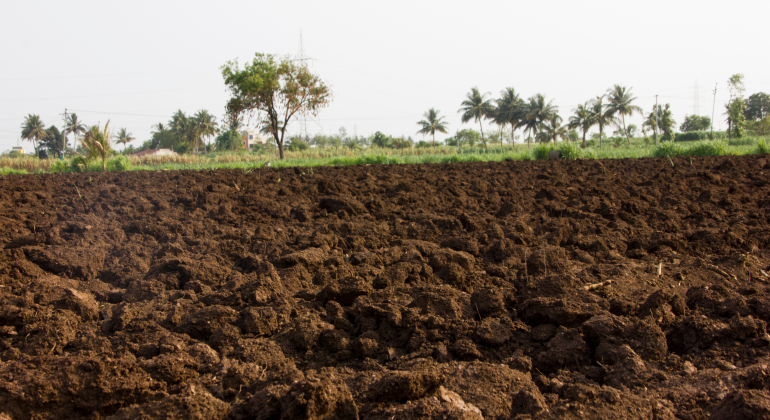 HASIL PANEN MENURUN PADA LAHAN MASAM, BAGAIMANA MENGATASINYA?