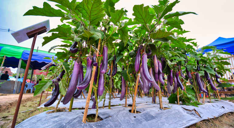Tanaman terong tumbuh subur dengan buah berwarna ungu yang menggantung di batangnya.
