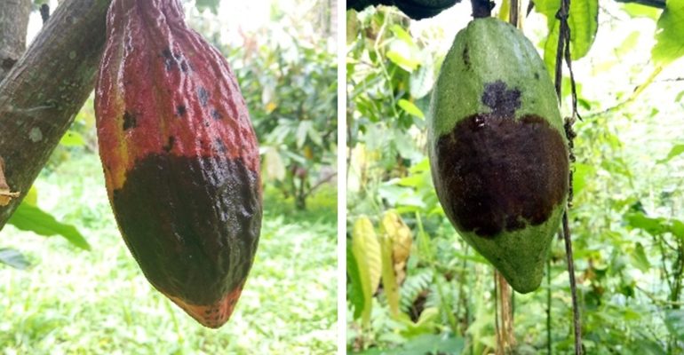 BAGAIMANA CARA MENGATASI BUAH KAKAO YANG MENGHITAM DAN BUSUK?