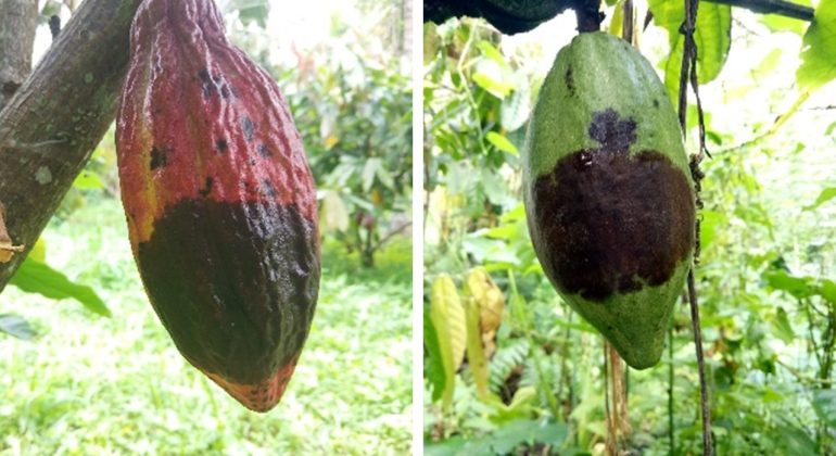 BAGAIMANA CARA MENGATASI BUAH KAKAO YANG MENGHITAM DAN BUSUK?