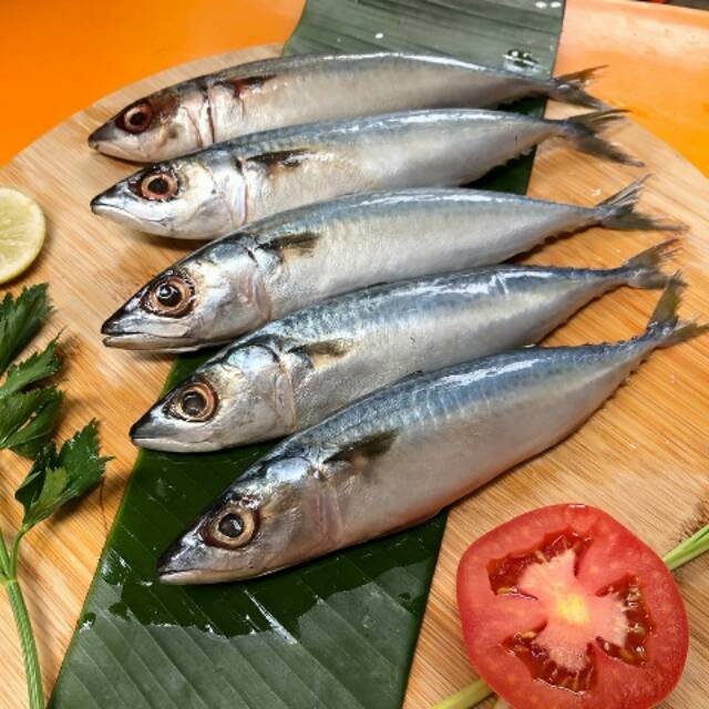 Kesegaran ikan salem terlihat dari tekstur dagingnya yang masih padat dan cerah.