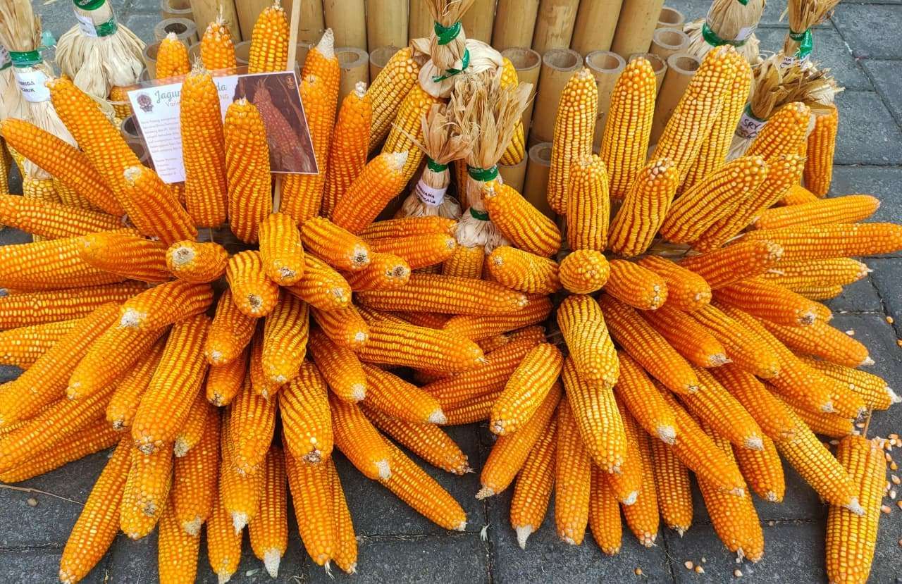 Jagung Hibrida (Foto: RRI/Irna)