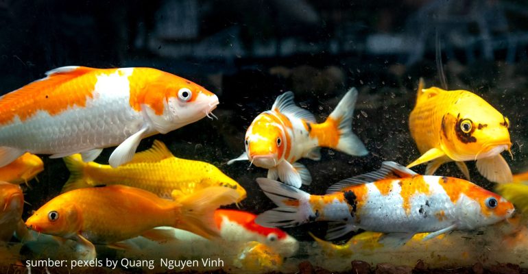 CARA ATASI KUTU JARUM PADA IKAN HIAS