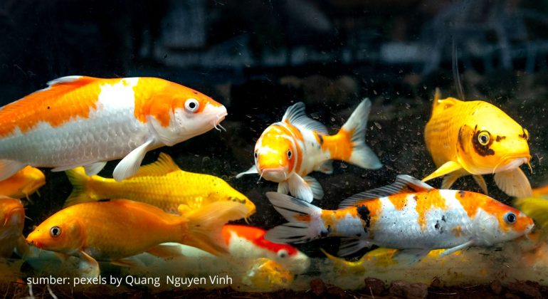 CARA ATASI KUTU JARUM PADA IKAN HIAS