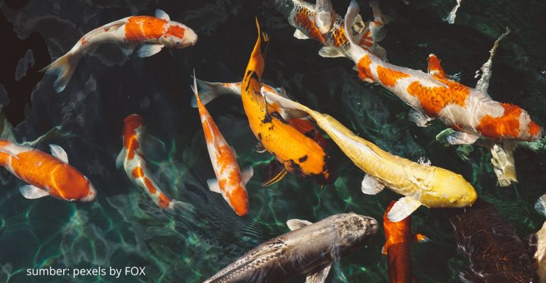 CARA ATASI SISIK NANAS PADA IKAN KOI 