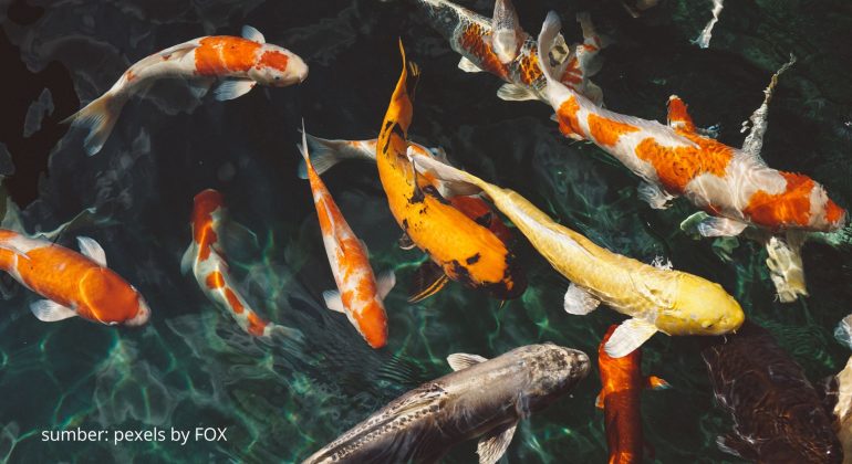 CARA ATASI SISIK NANAS PADA IKAN KOI 