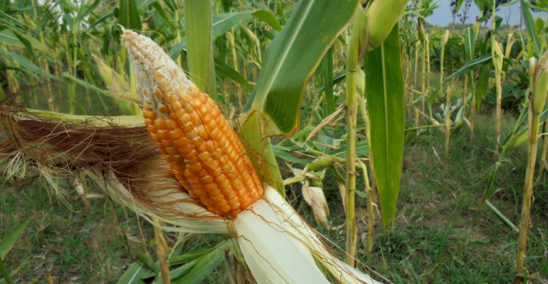 JAGUNG HIBRIDA SOLUSI PERTANIAN MODERN UNTUK PRODUKTIVITAS TINGGI  