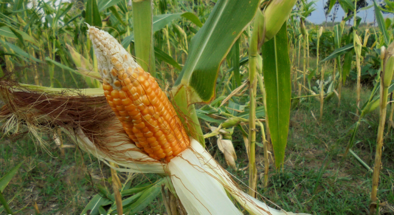 JAGUNG HIBRIDA SOLUSI PERTANIAN MODERN UNTUK PRODUKTIVITAS TINGGI  