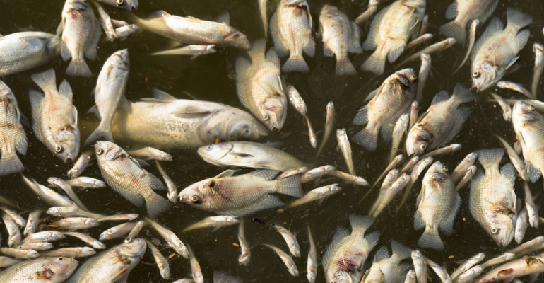 KETAHUI PENYEBAB UTAMA PENYAKIT PADA IKAN BUDIDAYA DAN LANGKAH PENCEGAHANNYA