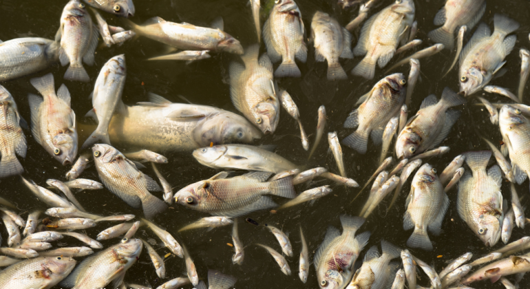 KETAHUI PENYEBAB UTAMA PENYAKIT PADA IKAN BUDIDAYA DAN LANGKAH PENCEGAHANNYA