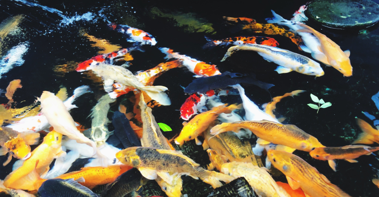 CARA ATASI KUTU JARUM PADA IKAN HIAS