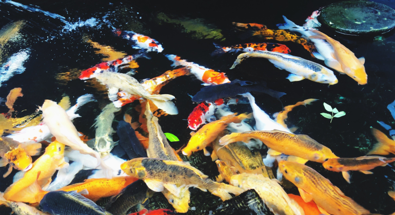 CARA ATASI KUTU JARUM PADA IKAN HIAS