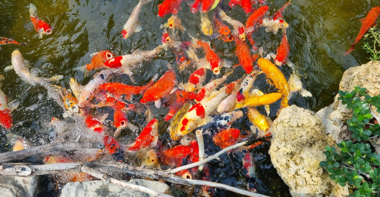 CARA ATASI SISIK NANAS PADA IKAN KOI 