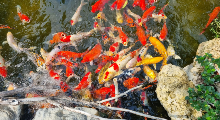 CARA ATASI SISIK NANAS PADA IKAN KOI 