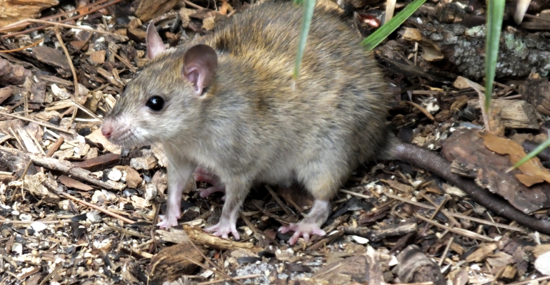 INI CARA CEGAH HAMA TIKUS DI BAWANG MERAH 