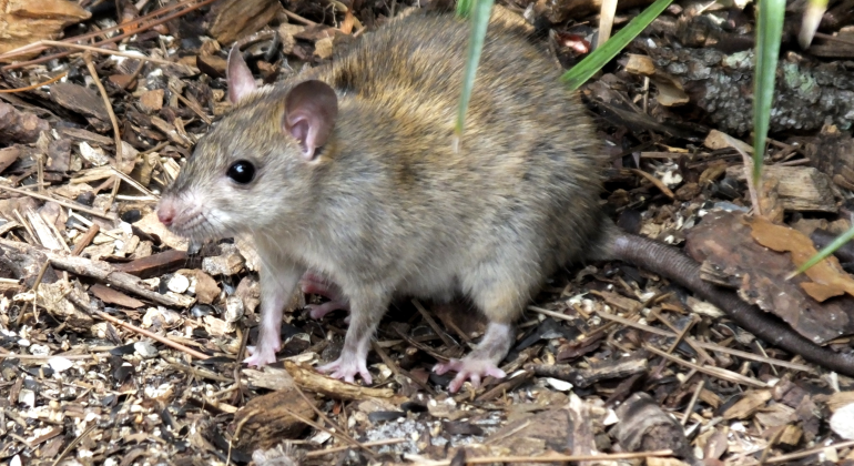 INI CARA CEGAH HAMA TIKUS DI BAWANG MERAH 