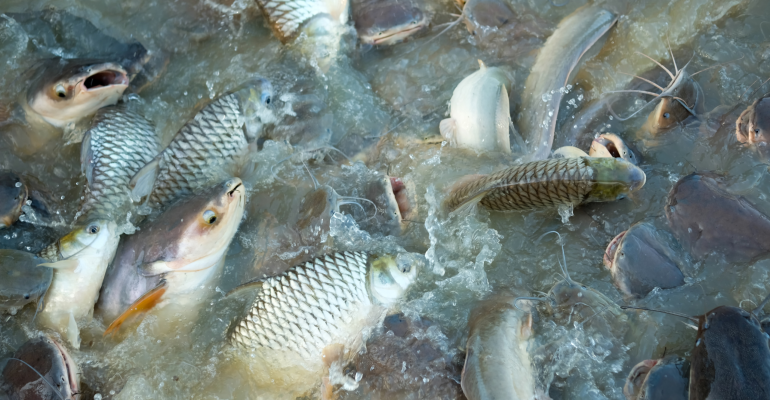 KETAHUI PENYEBAB UTAMA PENYAKIT PADA IKAN BUDIDAYA DAN LANGKAH PENCEGAHANNYA