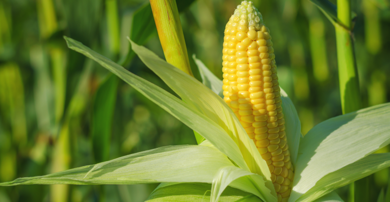 JAGUNG HIBRIDA: SOLUSI PERTANIAN MODERN UNTUK PRODUKTIVITAS TINGGI  