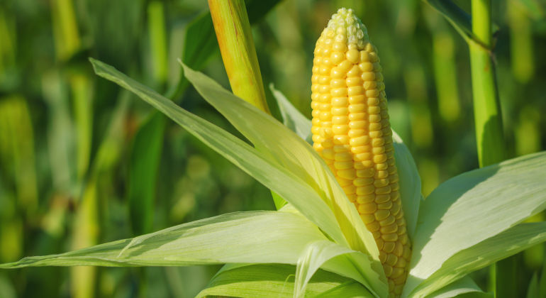 JAGUNG HIBRIDA: SOLUSI PERTANIAN MODERN UNTUK PRODUKTIVITAS TINGGI  