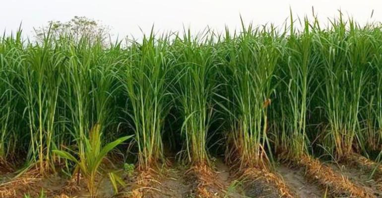 Rumput gama umami | Sumber: medanternak.