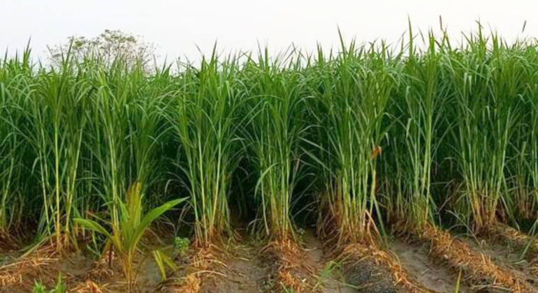 Rumput gama umami | Sumber: medanternak.