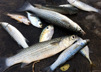 MEMANCING BELANAK PADA MALAM HARI? INI TIPSNYA!