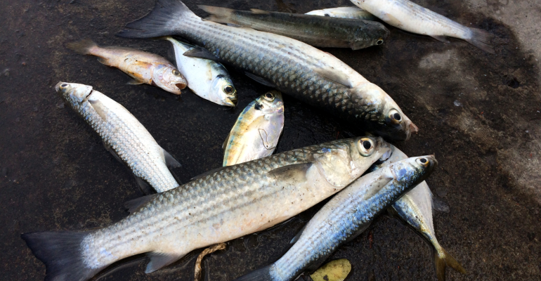 MEMANCING BELANAK PADA MALAM HARI? INI TIPSNYA!