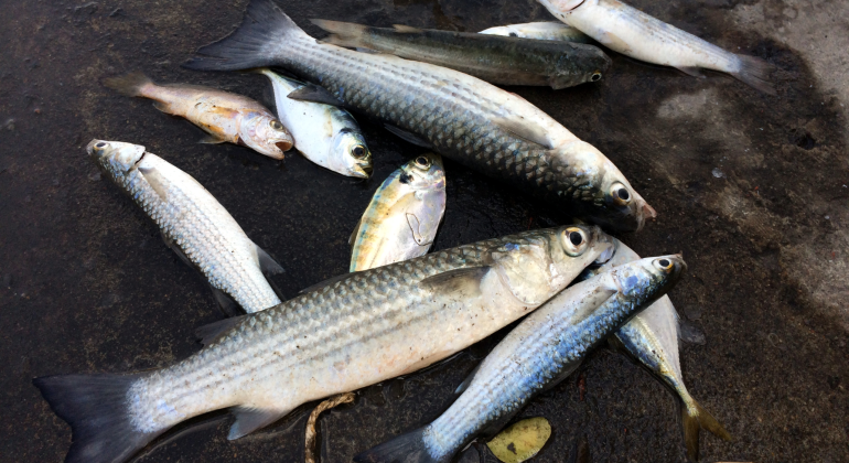 MEMANCING BELANAK PADA MALAM HARI? INI TIPSNYA!