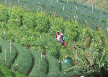 BAGAIMANA MENANAM HORTIKULTURA DI CUACA TIDAK MENENTU DAN CAHAYA MATAHARI RENDAH?