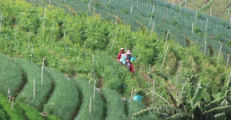 BAGAIMANA MENANAM HORTIKULTURA DI CUACA TIDAK MENENTU DAN CAHAYA MATAHARI RENDAH?